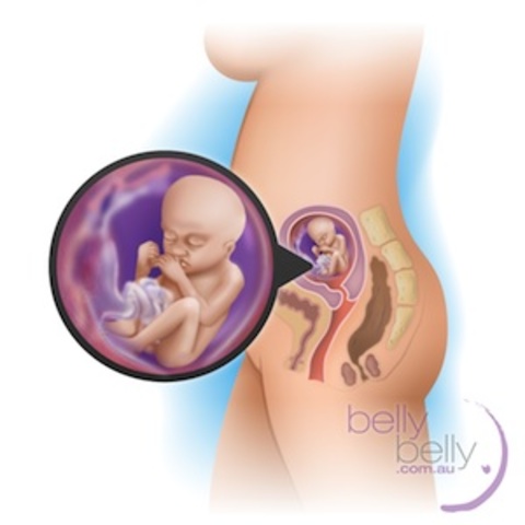 This week, your baby weighs about 240 grams, and is about 15.25 cm long. In his brain, the nerve cells responsible for hearing, taste, smell and sight are starting to develop.