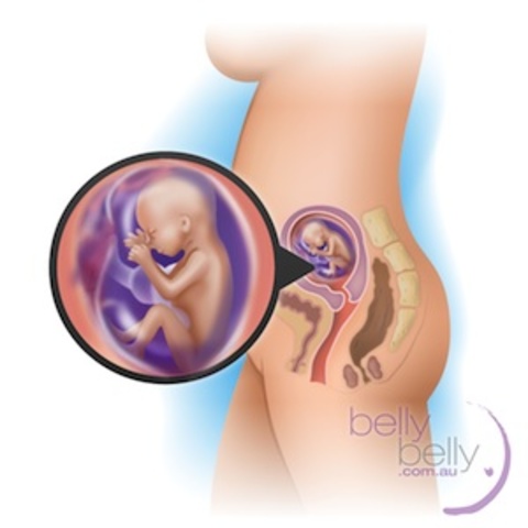 About 289 grams, and is about 16 & 1/2 cm long.