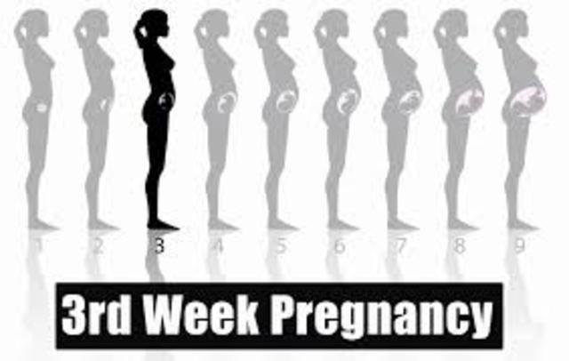Week 3 of pregnancy