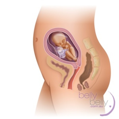 368 to 450 grams, and is about 28-30 cm long.