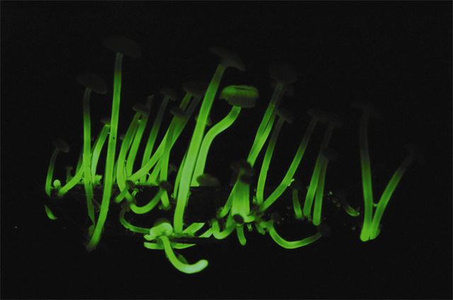 descubrimiento de  Mycena luxaeterna