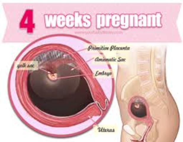 Week 4 of pregnancy