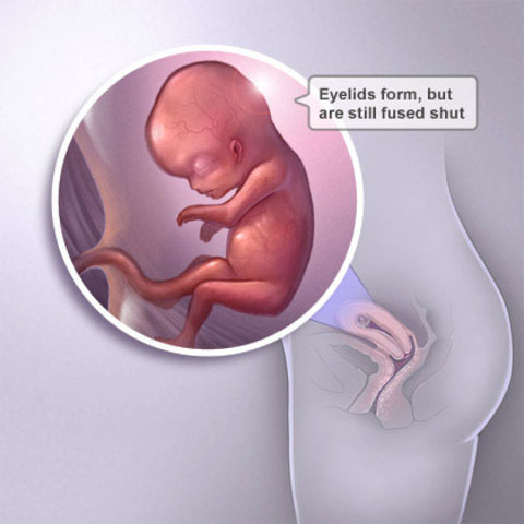 Week 10 of pregnancy