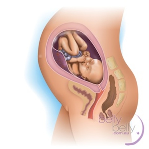 All organs are formed, and she’s starting to gain a lot of fat. She still has a long way to go.