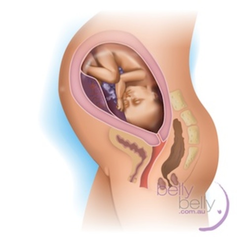 Baby’s brain is developing those wrinkles we all associate with how our brains look.