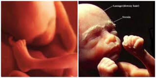 Week 15 of Pregnancy