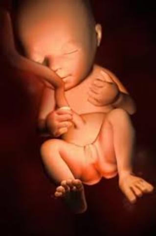 Week 19 of Pregnancy