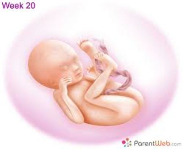 Week 20 of Pregnancy