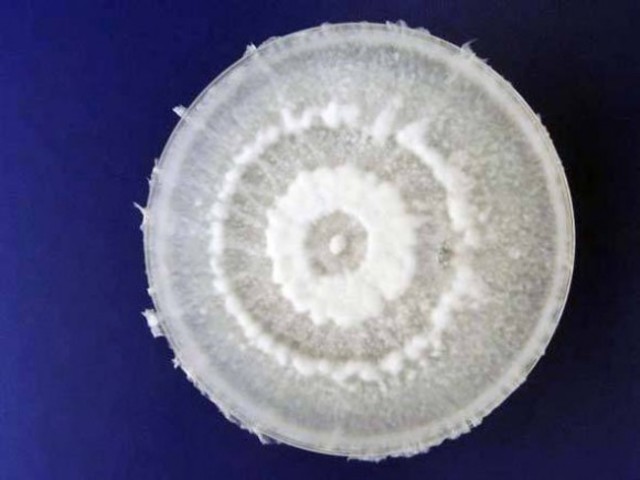 descubrimiento del hongo que come plastico