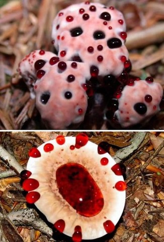 descubrimiento de (Hydnellum pecki)