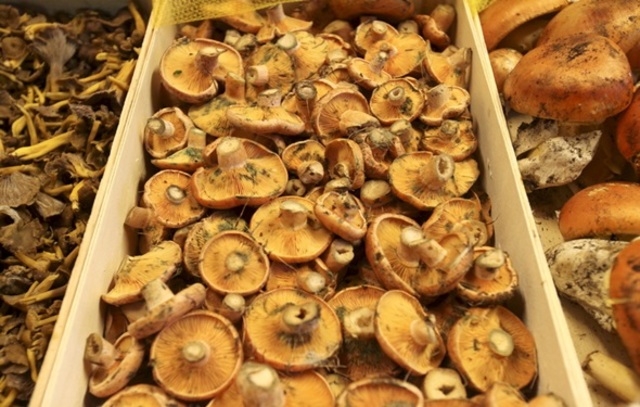 cultivo exitoso de la trufa negra