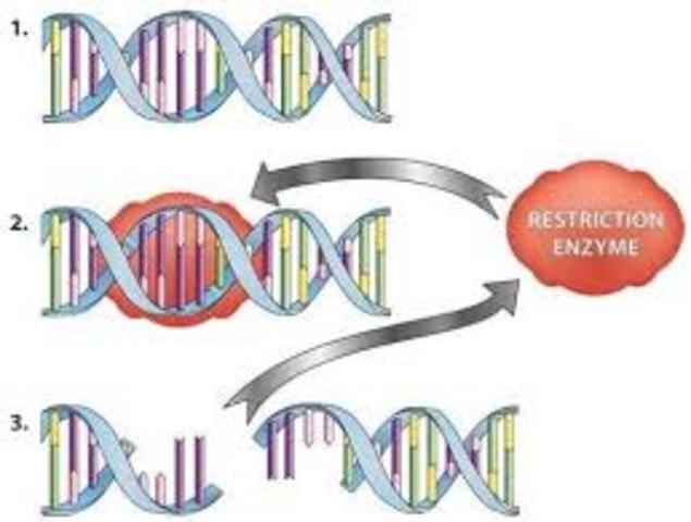 Stewart Linn and Werner Arber Dicover Restrictin Enzymes in E.Coli
