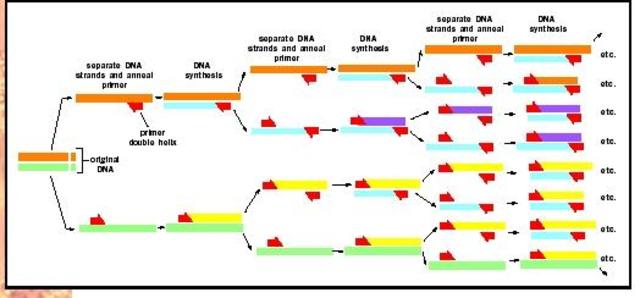 Polymearse Chain Reaction