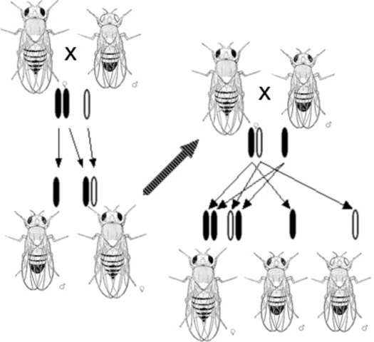 T.H. Morgan demonstrates that chromosomes carry genes