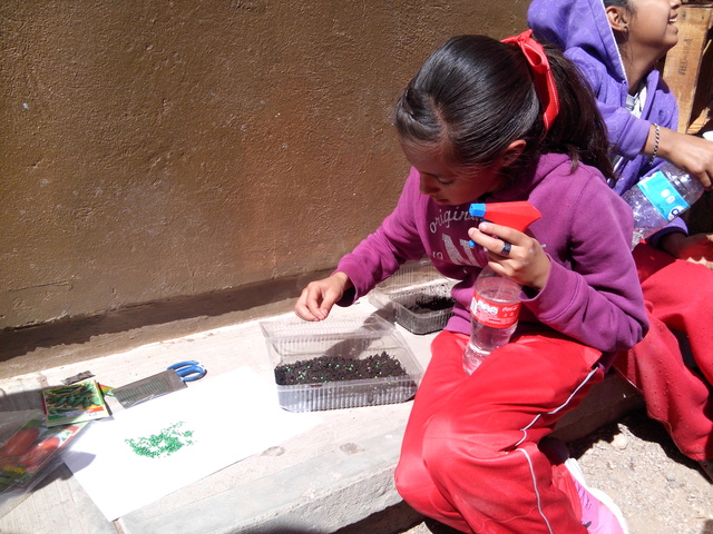 colocacion de semillas para su germinacion