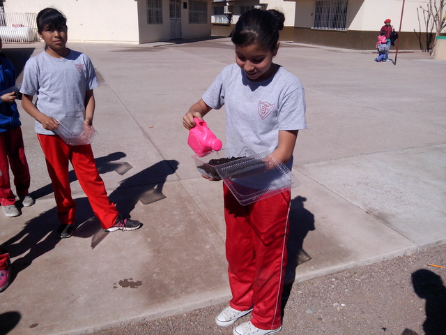 riego posterior a la siembra