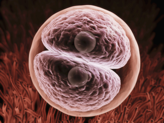 Zygote Stage