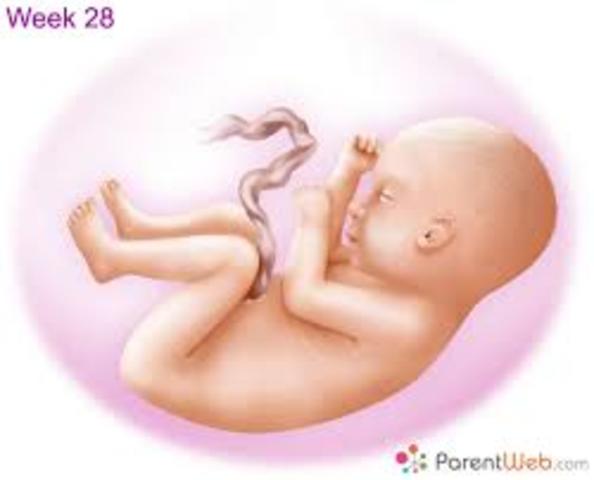 Week 28 of Pregnancy