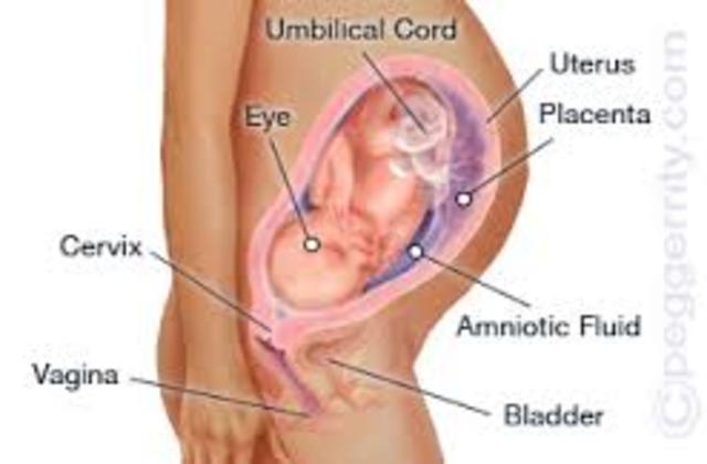 Week 30 of Pregnancy