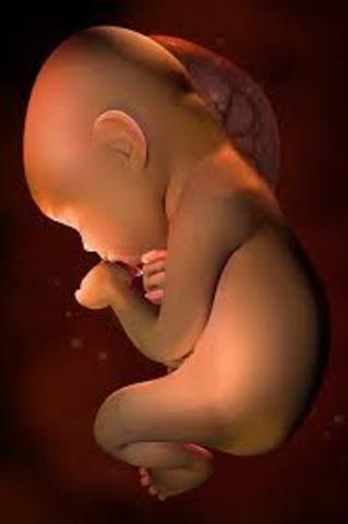 Week 31 of Pregnancy