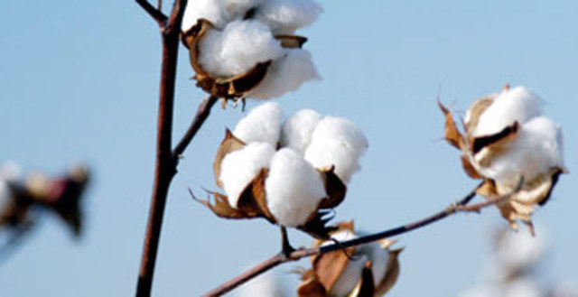 Francisco Pizca Algodon