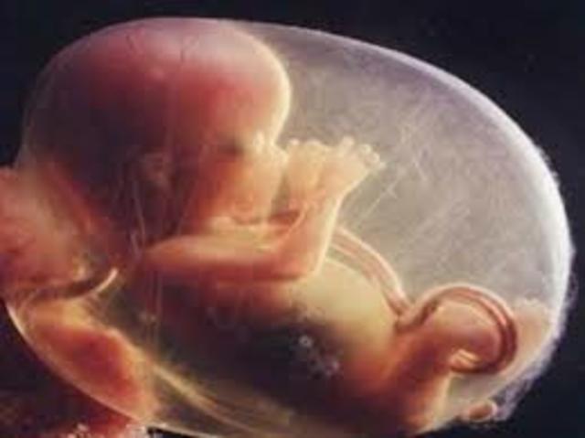 Prenatal development: Fetus