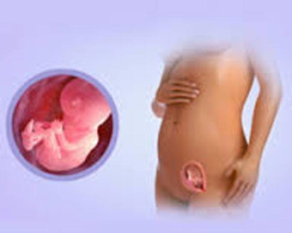 developing baby week 14