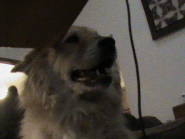 L'arrivée de mon chien