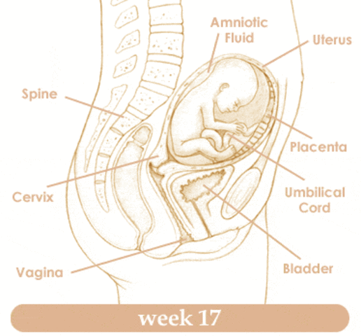Week 17