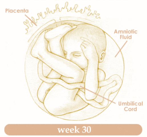 Week 30