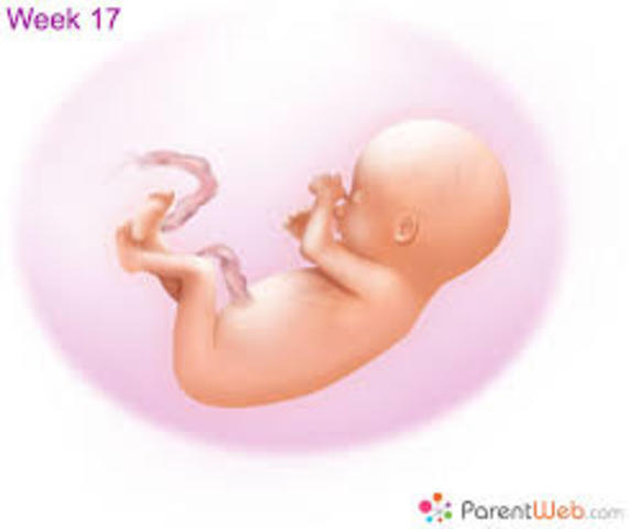 developing baby week 17