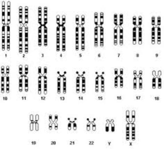 Discovery of humans having 46 chromosomes
