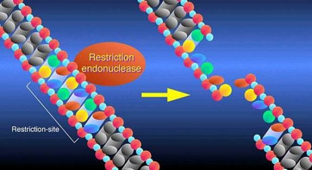 Stewart Linn and Werner Arber discovered restriction enzymes in E. coli