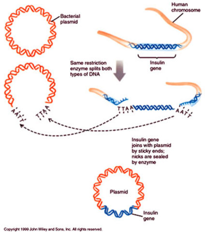 Stanley Cohen, Annie Chang and Herbert Boyer create the first genetically modified DNA organism
