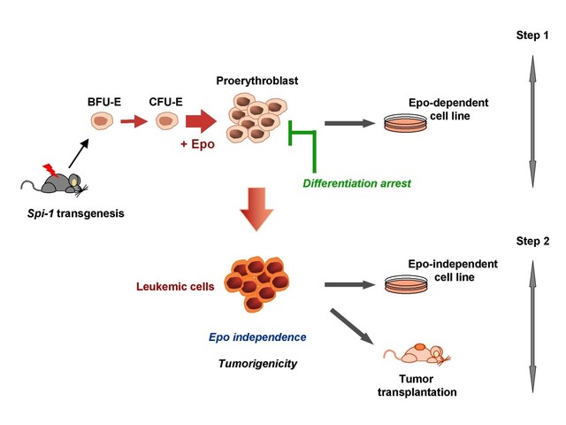 First transgenic (genetically modified)  mouse