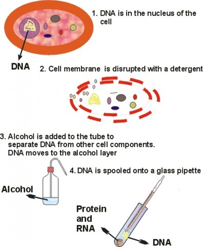 Development of DNA fingerprinting