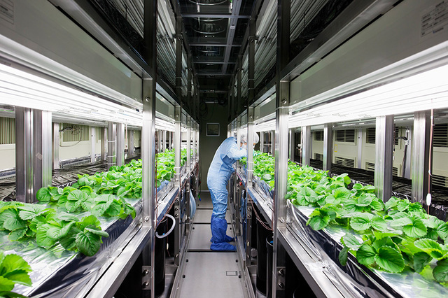 Scientist create GM plants