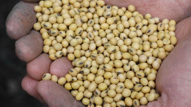 Roundup Ready Soybeans (soy beans resistant to glyphosate herbicide (Roundup)) introduced in the USA