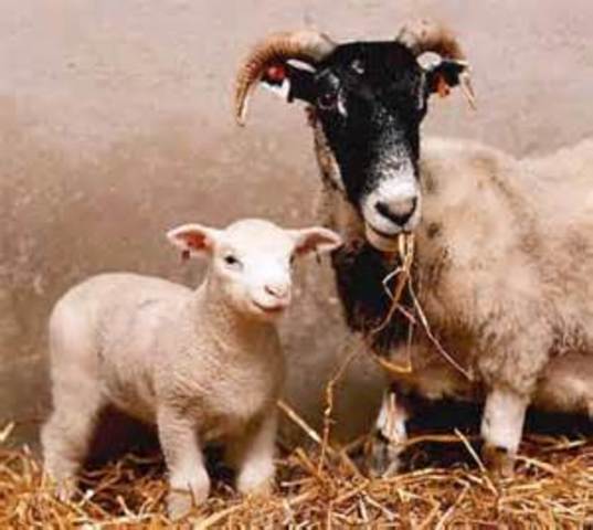 The cloning of a transgenic lamb (Polly)