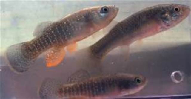 Develope a new species that could be sent up into space colonies where they will develope under different conditions