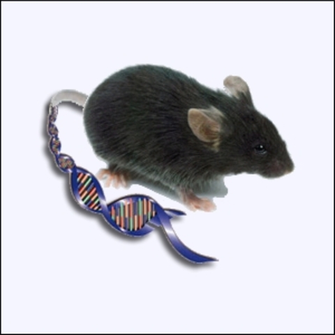 mouse genome