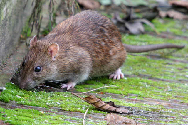 brown rat genome