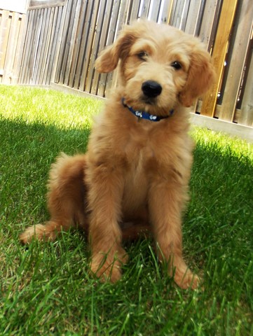 Got a puppy (after childhood dog passed away)