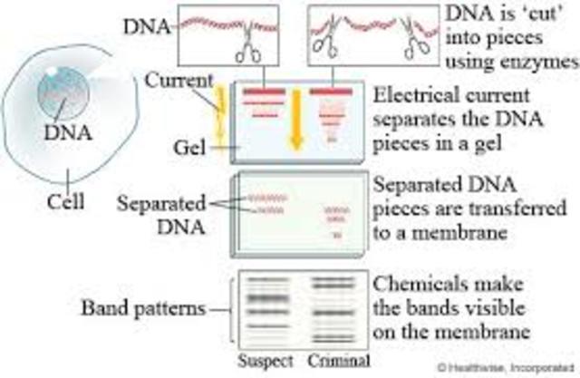Creation of Genetic Fingerprinting