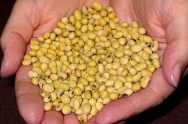 Roundup Ready Soybeans