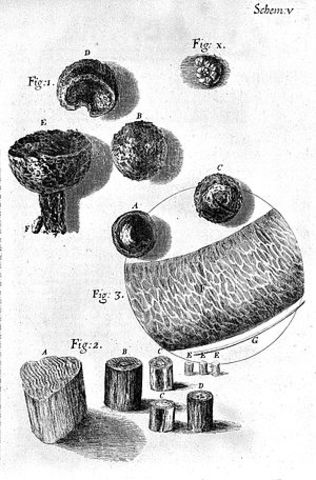 Robert Hooke's Micrographia