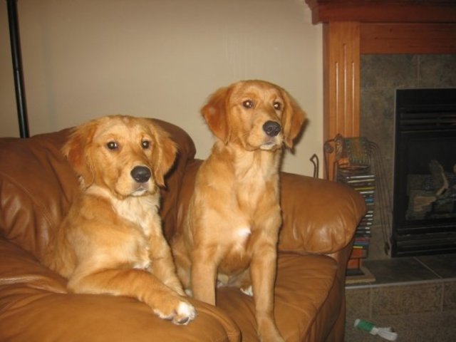 Adopted Rhett & Lulu