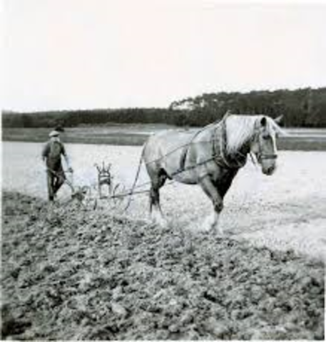 Horses, Oxen and Wooden Plows