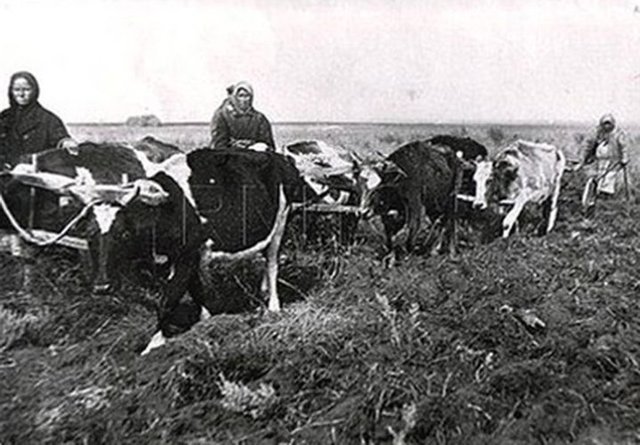 Постановление «О мерах сохранения молодняка и увеличения скота в колхозах и совхозах