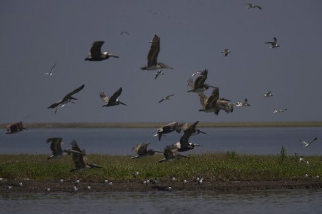 Chemicals to fight spill also could hurt wildlife